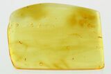 Fossil Caterpillar (Moth Larva - Lepidoptera) in Baltic Amber #307700-1